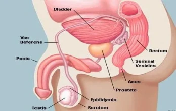 Caused by distinct kinds of cells found in the penis.