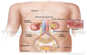 Bladder and Kidney Cancer Immunotherapy in Germany: What’s New in 2025